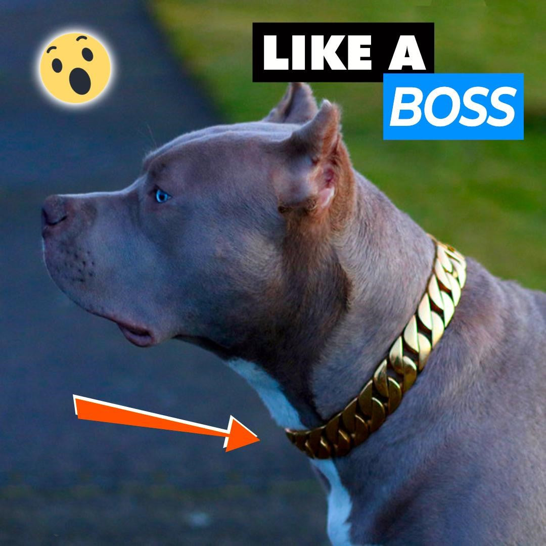 Chishock- Gold Chain Pet Safety Collar