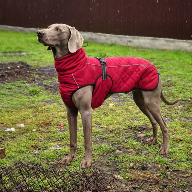 Pet Clothes Jacket For Dogs